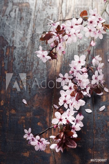 Bild på Spring Cherry blossoms